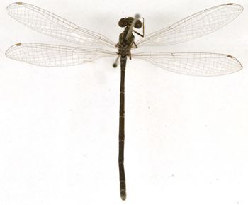 Media type: image; Entomology 12461   Aspect: habitus dorsal view